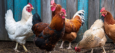 How Many Chickens Should I Get?