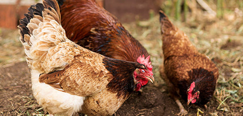 How to Keep Flies Out of Your Chicken Coop: A Natural Approach
