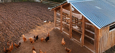 What To Consider When Purchasing Nesting Boxes