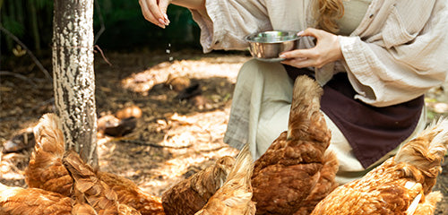 What to Feed Your Chickens: A Beginner's Guide