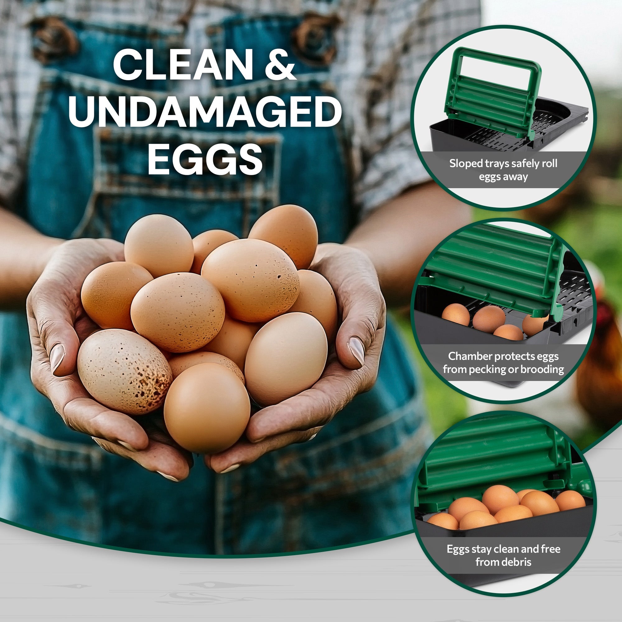 2 Compartment Reverse Roll Away/ Roll Out Chicken Nesting Box with Classic Trays/Lids & 2 Perches