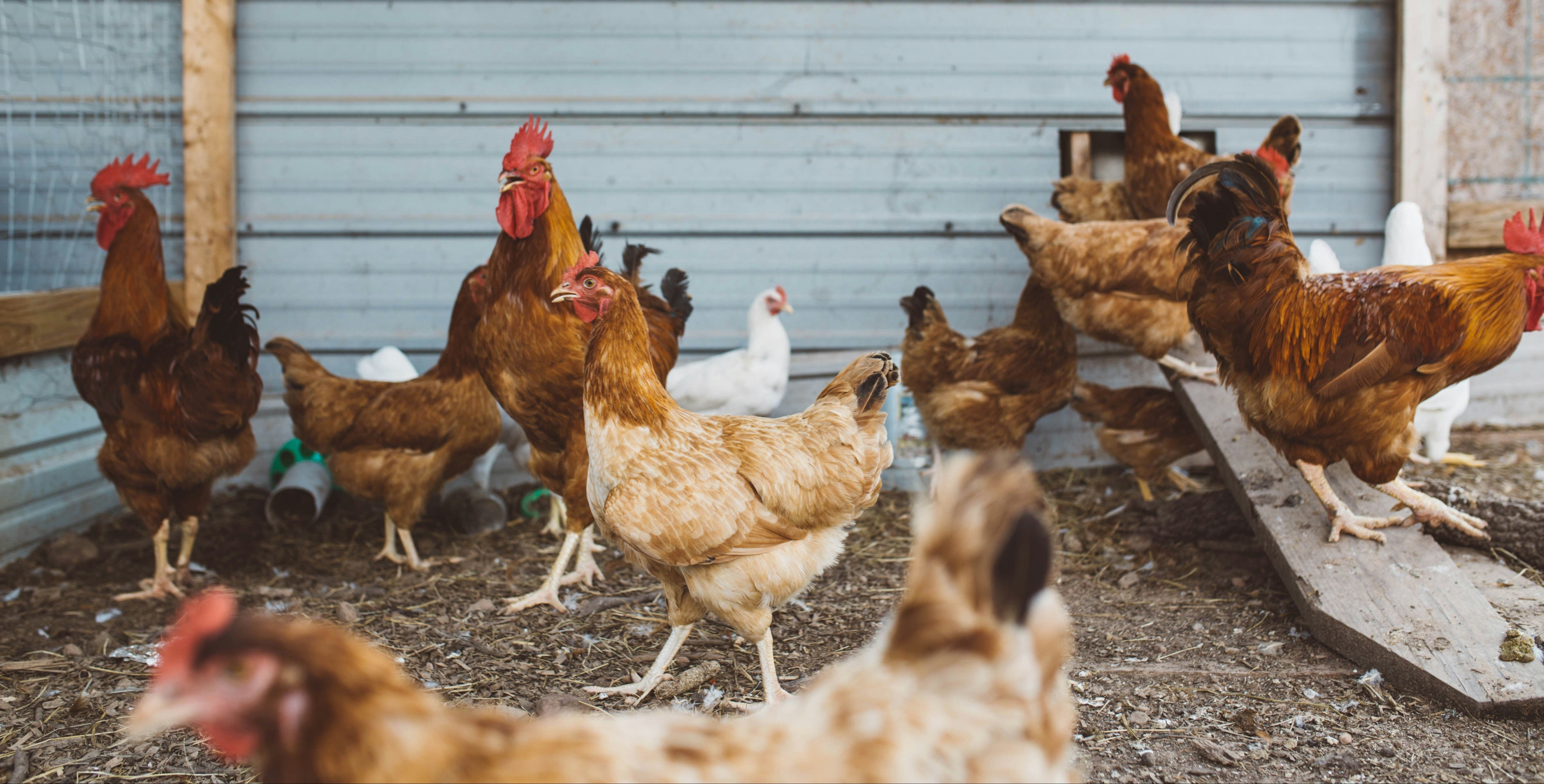 Chickens Hanging Out Around the Coop